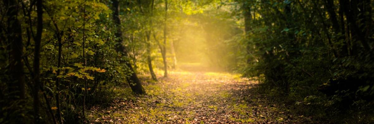 Lichtdurchfluteter Waldweg als Symbol für persönliche Entwicklung und Coaching